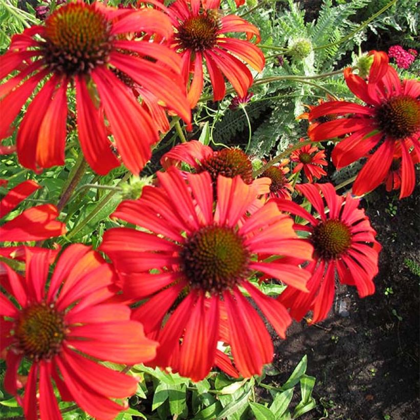 Echinacea Tomato Soup - Purple Coneflower (Flowering)