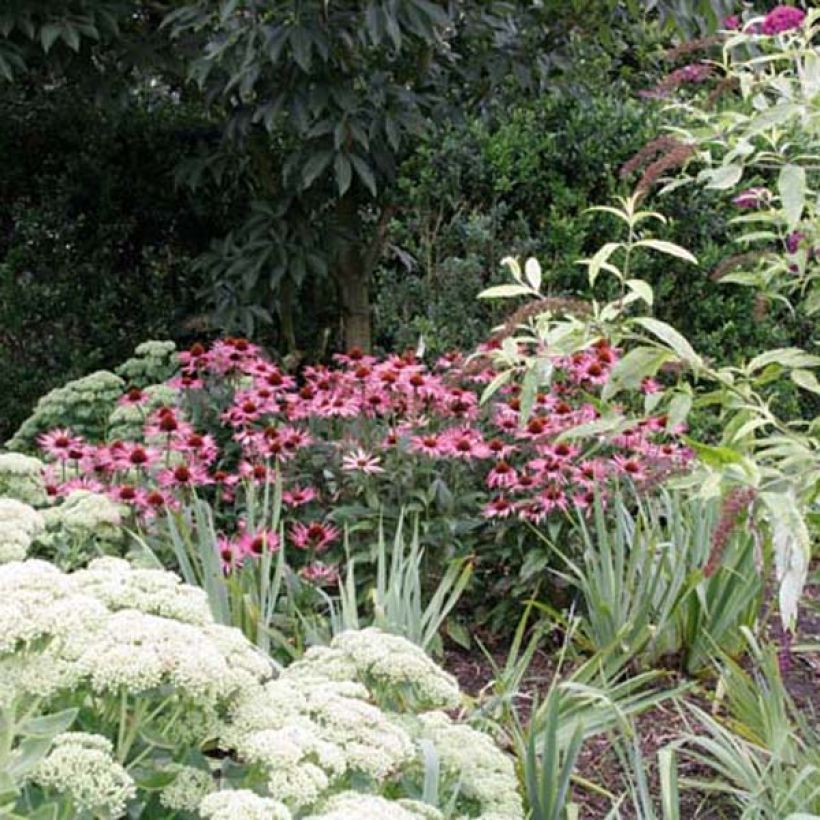 Echinacea purpurea Maxima - Purple Coneflower (Plant habit)