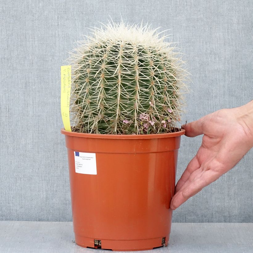 Echinocactus grusonii var. albispinus - Golden barrel cactus 4L/5L pot sample as delivered in summer