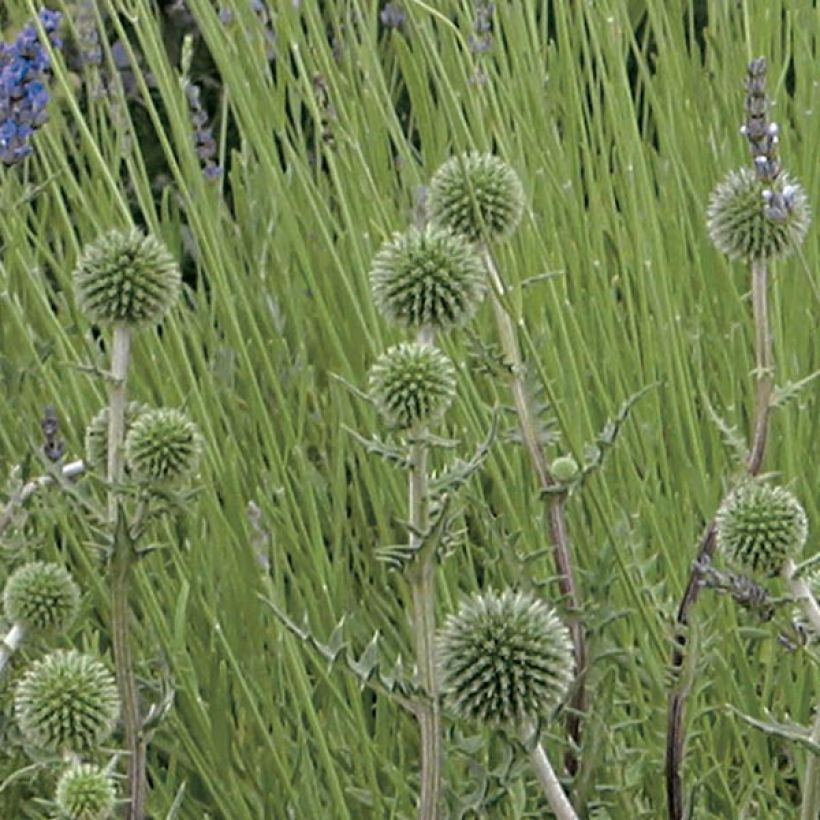 Echinops sphaerocephalum Arctic Glow (Flowering)