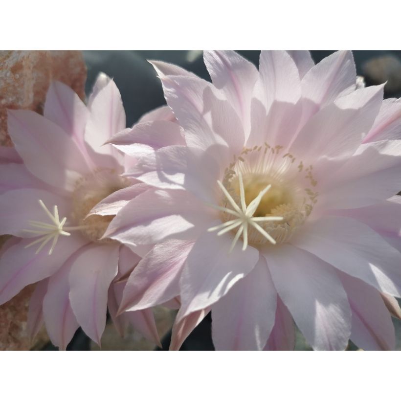 Echinopsis subdenudata (Flowering)