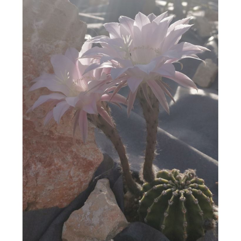 Echinopsis subdenudata (Plant habit)