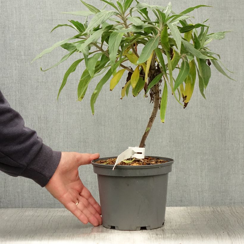 Echium candicans 3L/4L pot sample as delivered in summer