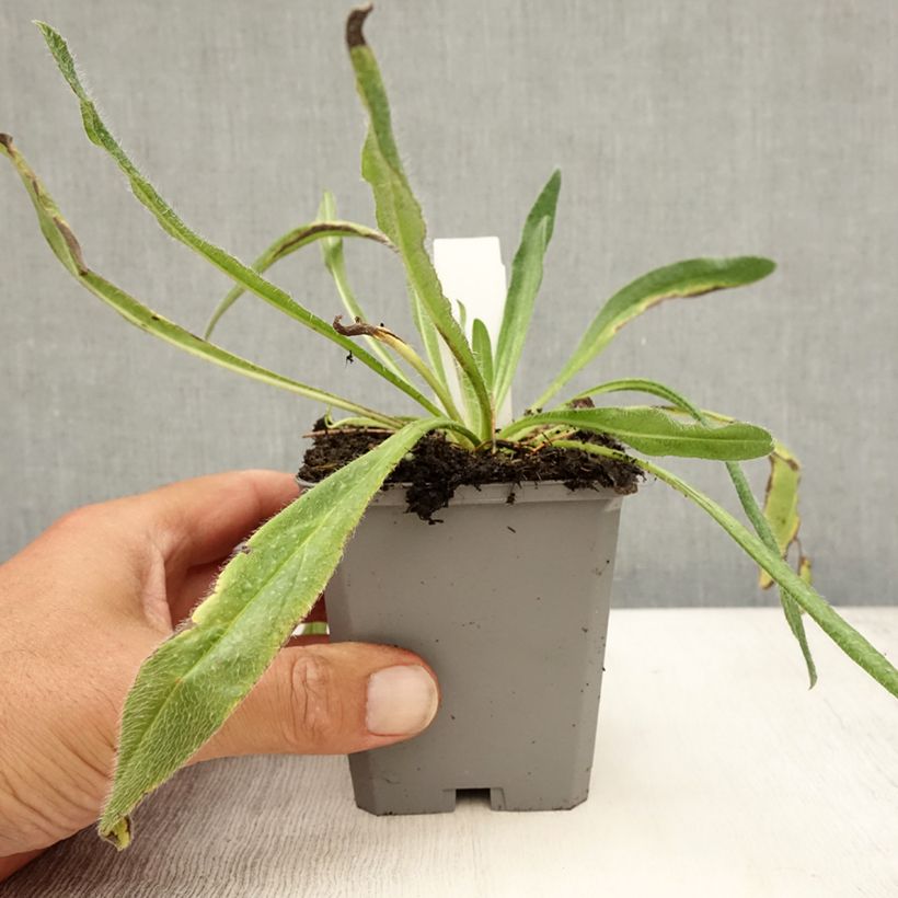 Echium vulgare 8/9 cm pot sample as delivered in summer