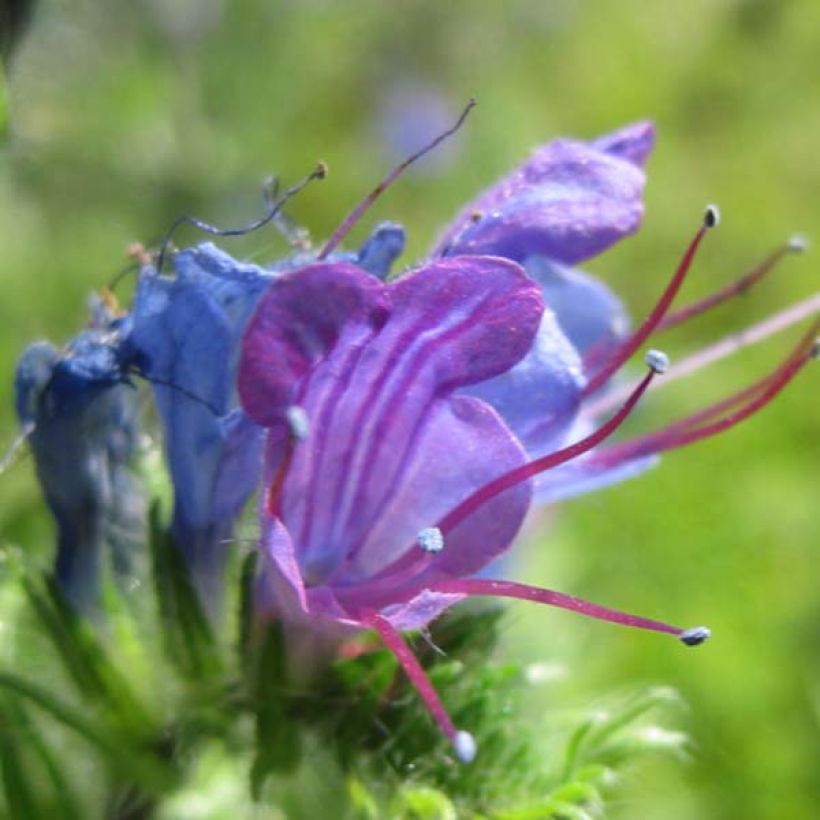 Echium vulgare (Flowering)
