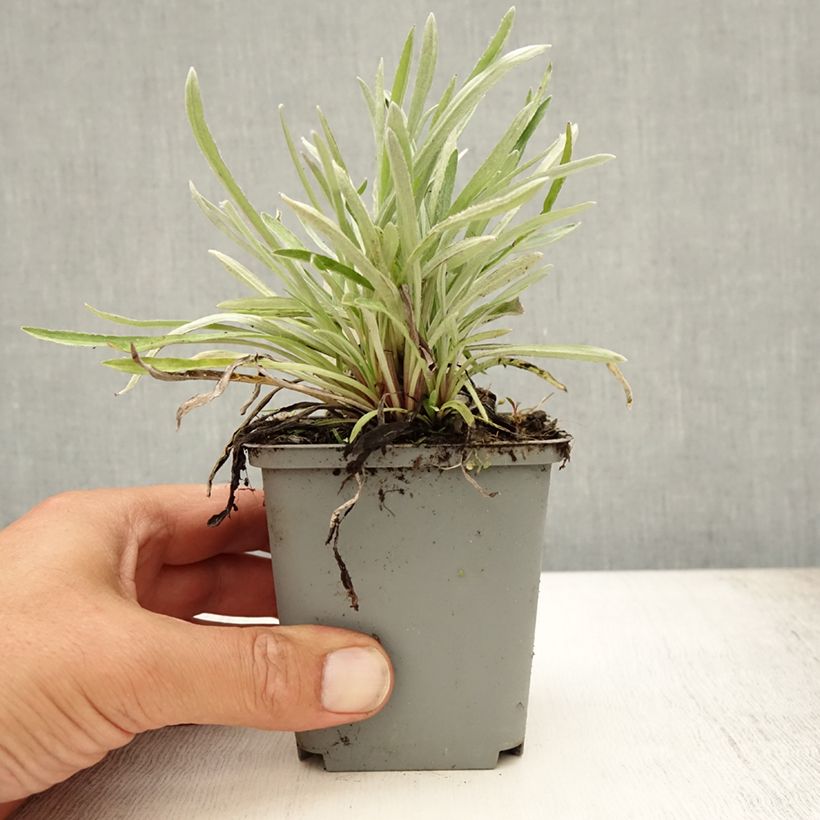 Leontopodium alpinum  8/9 cm pot sample as delivered in summer