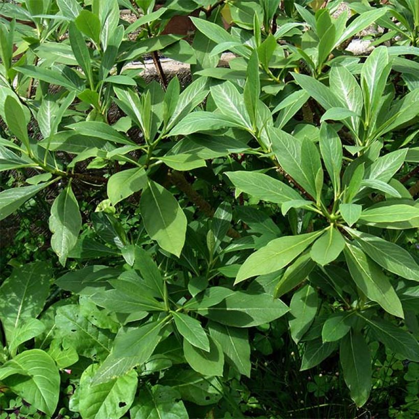 Edgeworthia chrysantha - Paperbush (Foliage)