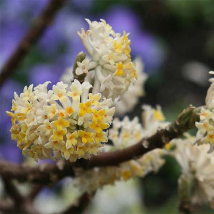 Edgeworthia chrysantha - Paperbush (Flowering)