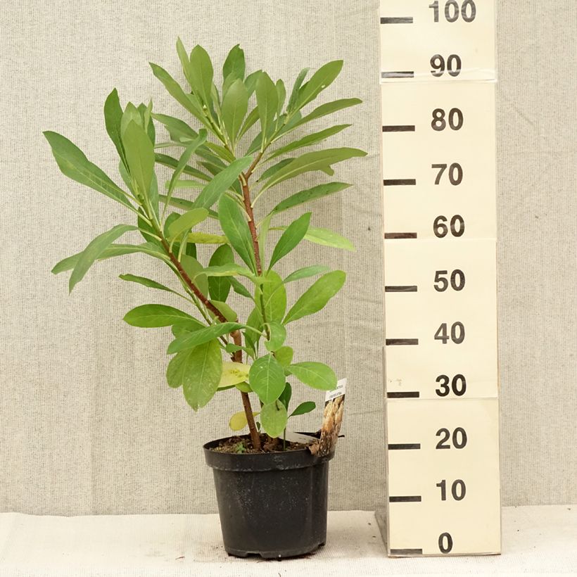 Edgeworthia chrysantha - Paperbush 3L/4L pot sample as delivered in summer