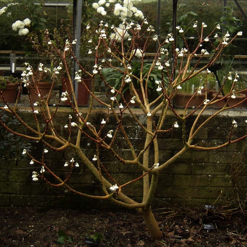 Edgeworthia chrysantha Grandiflora (Plant habit)