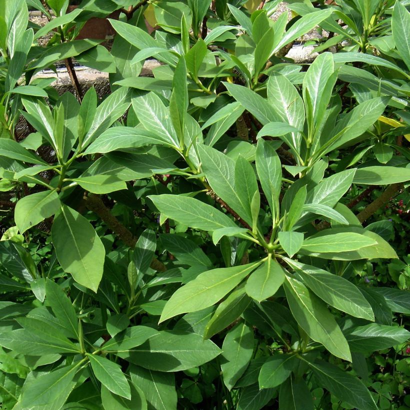 Edgeworthia chrysantha Grandiflora (Foliage)