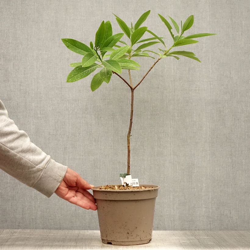 Edgeworthia chrysantha Red Dragon Akebono - Paperbush 3L/4L pot 30/40cm sample as delivered in summer