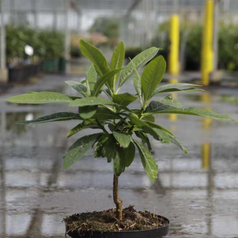 Edgeworthia chrysantha Winter Liebe - Paperbush (Foliage)