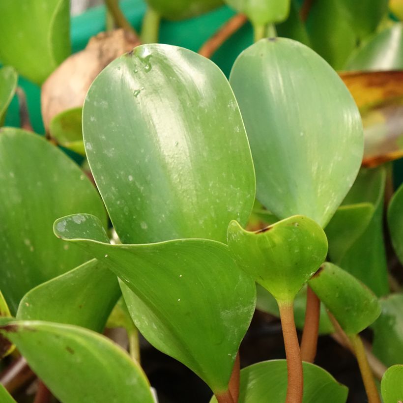 Eichhorna azurea - Water Hyacinth (Foliage)