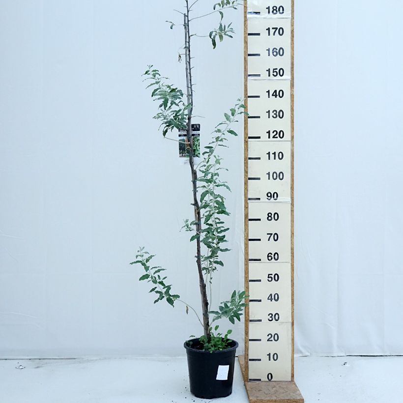Elaeagnus angustifolia - Russian Olive 7.5L/10L pot sample as delivered in summer