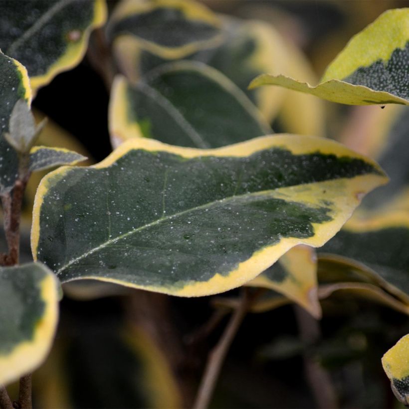 Elaeagnus ebbingei Gilt Edge - Oleaster (Foliage)