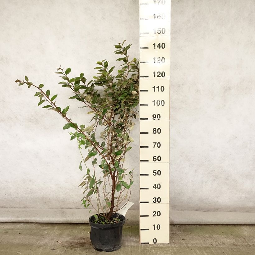 Elaeagnus ebbingei - Oleaster Silverberry 7.5L/10L pot sample as delivered in summer
