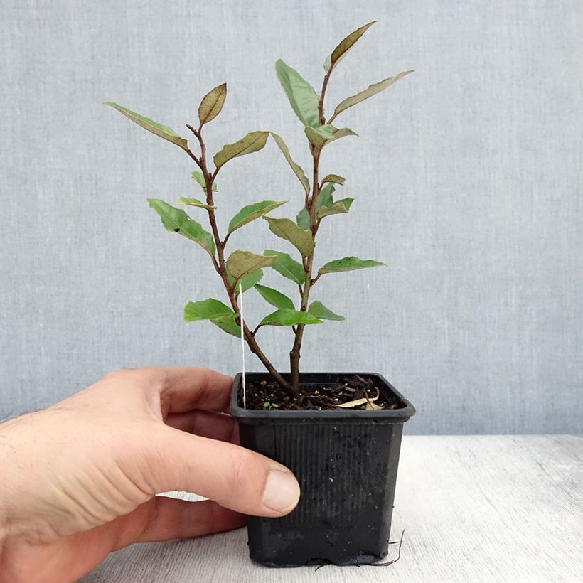 Elaeagnus ebbingei - Oleaster Silverberry 8/9 cm pot sample as delivered in autumn