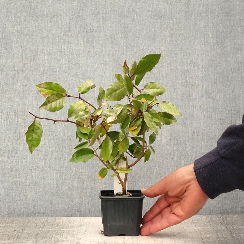 Elaeagnus ebbingei - Oleaster Silverberry 8/9 cm pot sample as delivered in spring