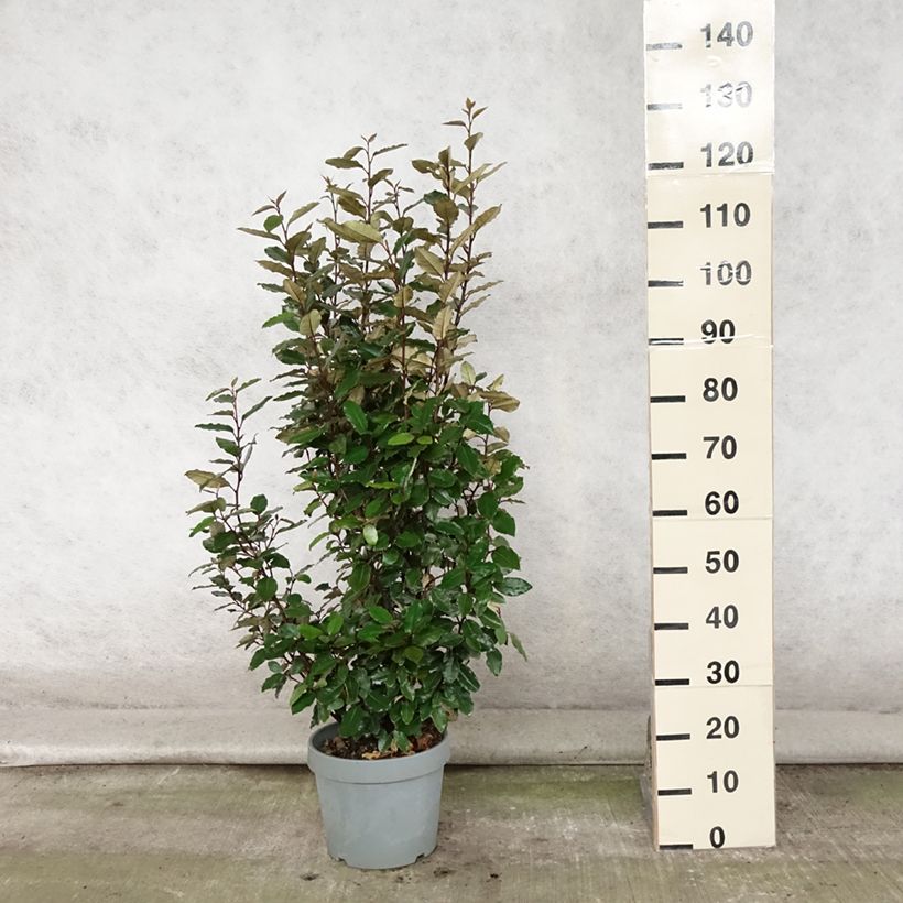 Elaeagnus ebbingei Compacta - Oleaster 7.5L/10L pot sample as delivered in summer