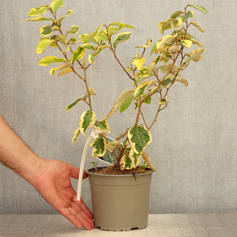 Elaeagnus ebbingei Gilt Edge - Oleaster 2L/3L pot sample as delivered in summer