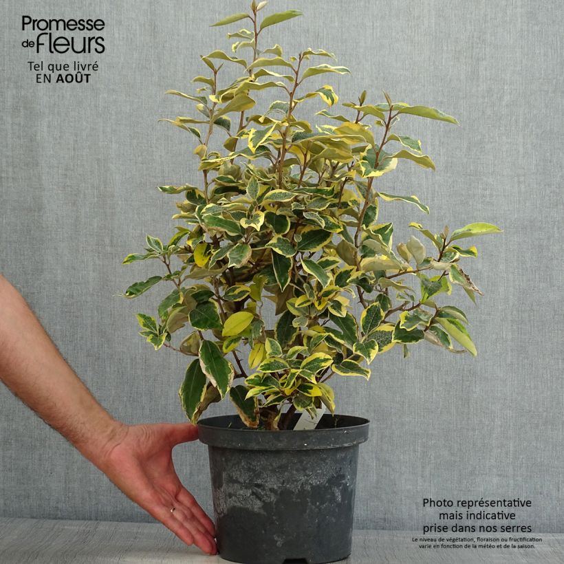Elaeagnus ebbingei Gilt Edge - Oleaster 3L/4L pot sample as delivered in summer