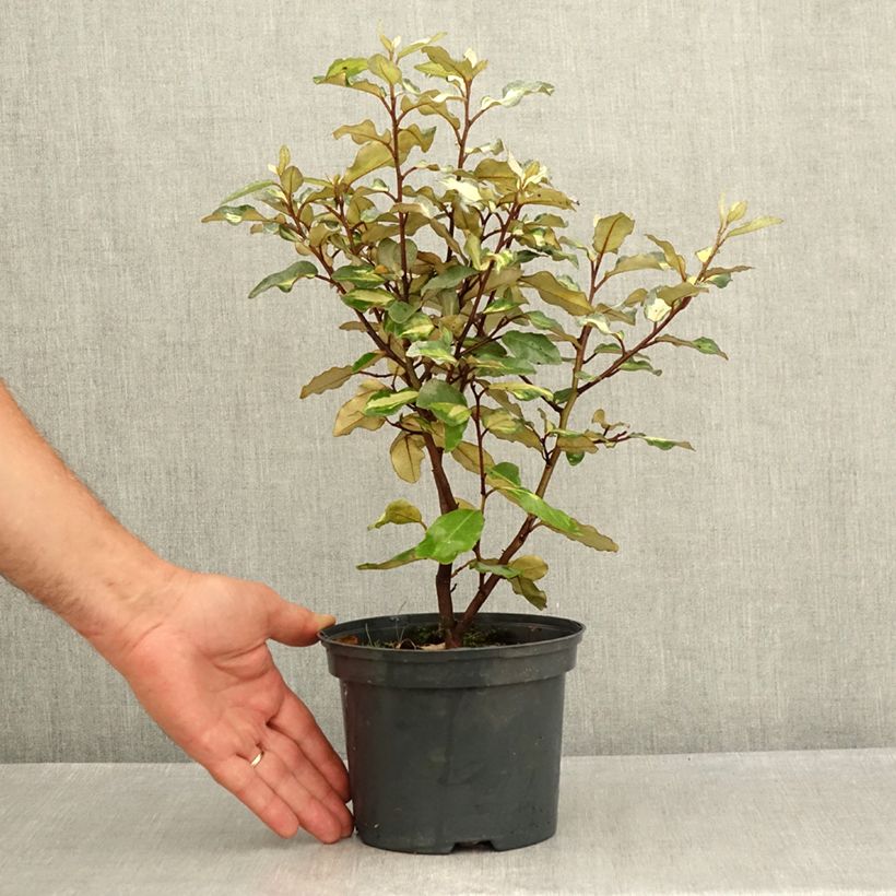 Elaeagnus ebbingei Limelight - Oleaster 2L/3L pot sample as delivered in summer