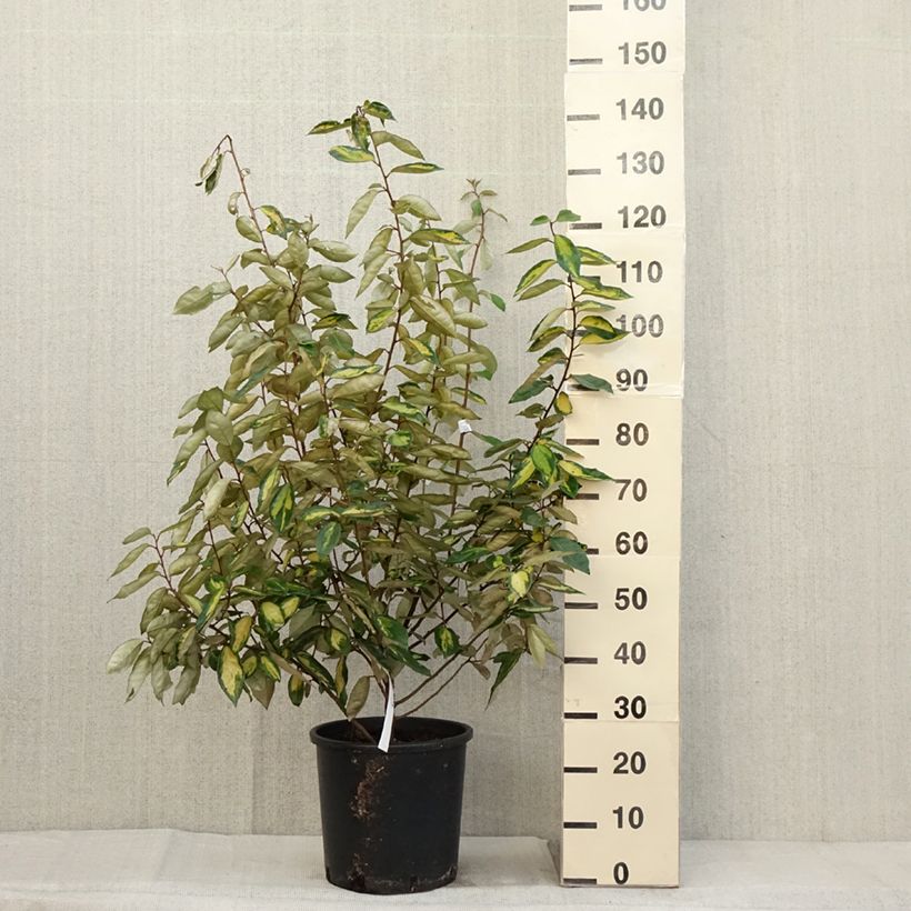 Elaeagnus ebbingei Limelight - Oleaster 7.5L/10L pot sample as delivered in autumn