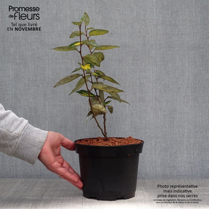Elaeagnus ebbingei Limelight - Oleaster 2L/3L pot sample as delivered in autumn