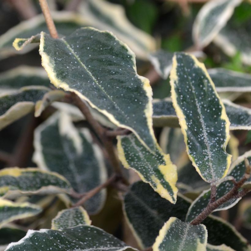 Eleagnus pungens Hosoba-Fukurin (Foliage)