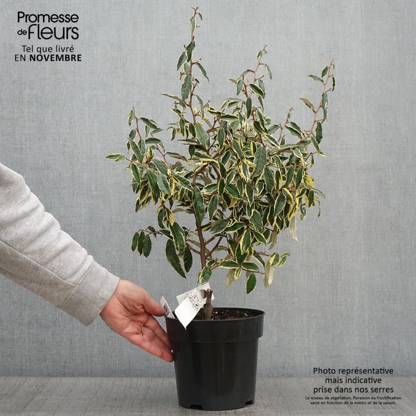 Eleagnus pungens Hosoba-Fukurin 3L/4L pot sample as delivered in autumn