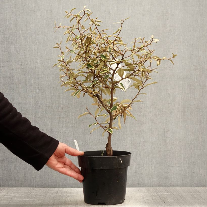 Eleagnus pungens Hosoba-Fukurin 3L/4L pot sample as delivered in spring