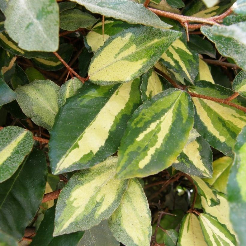 Elaeagnus pungens Variegata (Foliage)