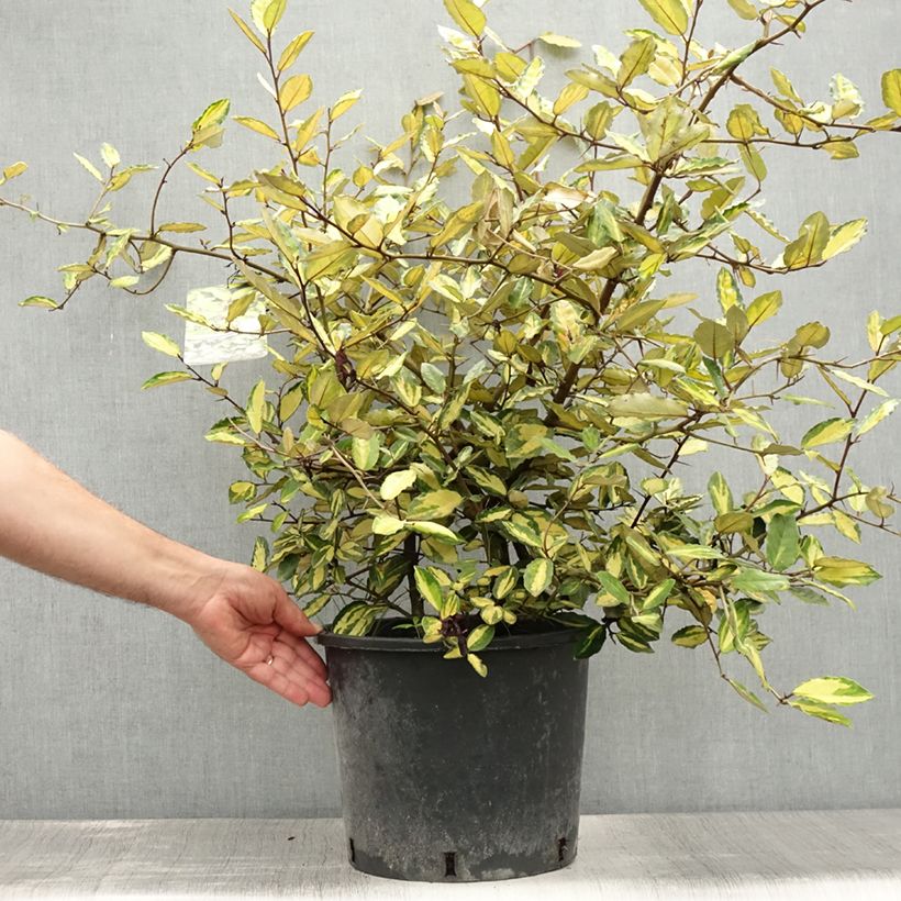 Elaeagnus pungens Variegata 7.5L/10L pot sample as delivered in summer