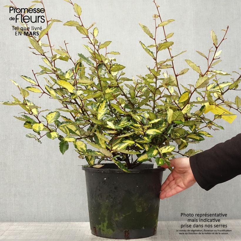 Elaeagnus pungens Variegata sample as delivered in spring