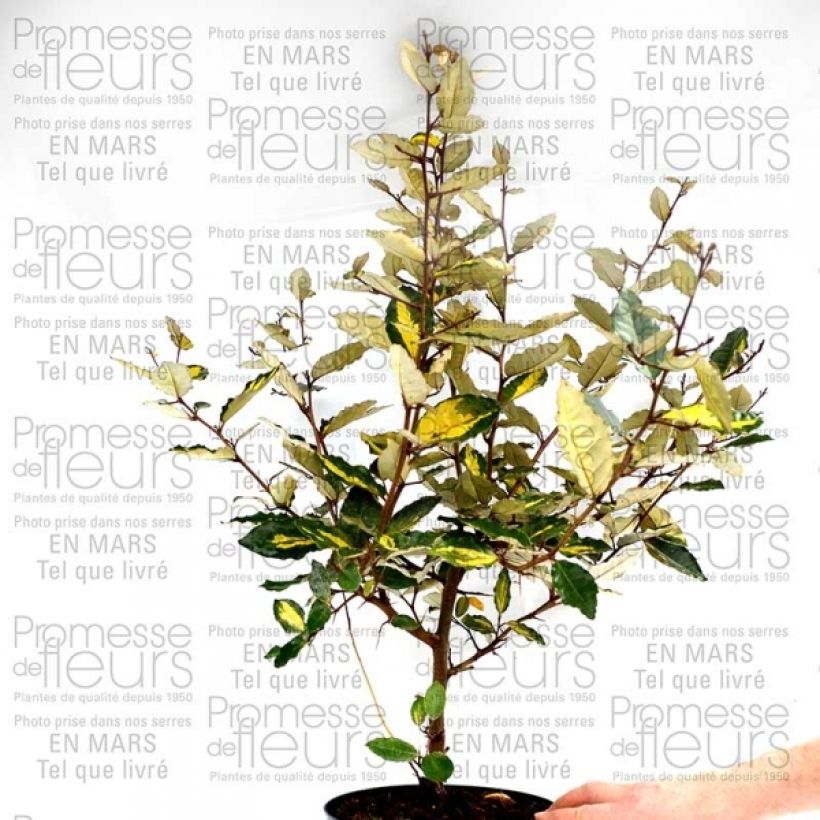Elaeagnus pungens Variegata (Plant habit)
