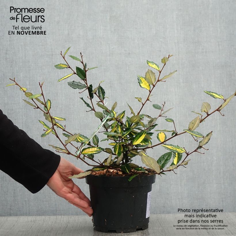 Elaeagnus pungens Variegata 2L/3L pot sample as delivered in autumn