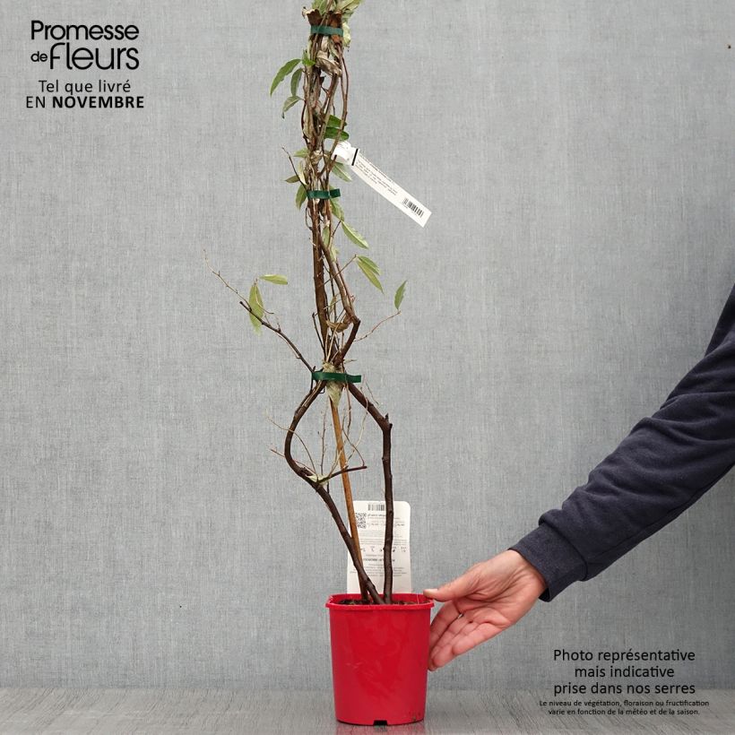Elaeagnus umbellata Pointilla Amoroso 2L/3L pot sample as delivered in autumn