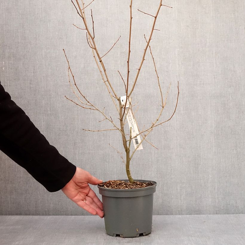 Elaeagnus umbellata - Japanese Silverberry 3L/4L pot sample as delivered in winter