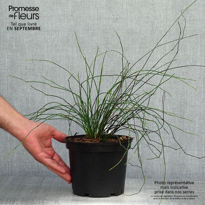 Elegia capensis 2L/3L pot sample as delivered in autumn