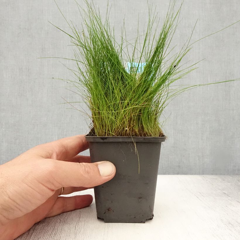 Eleocharis acicularis 8/9 cm pot sample as delivered in summer