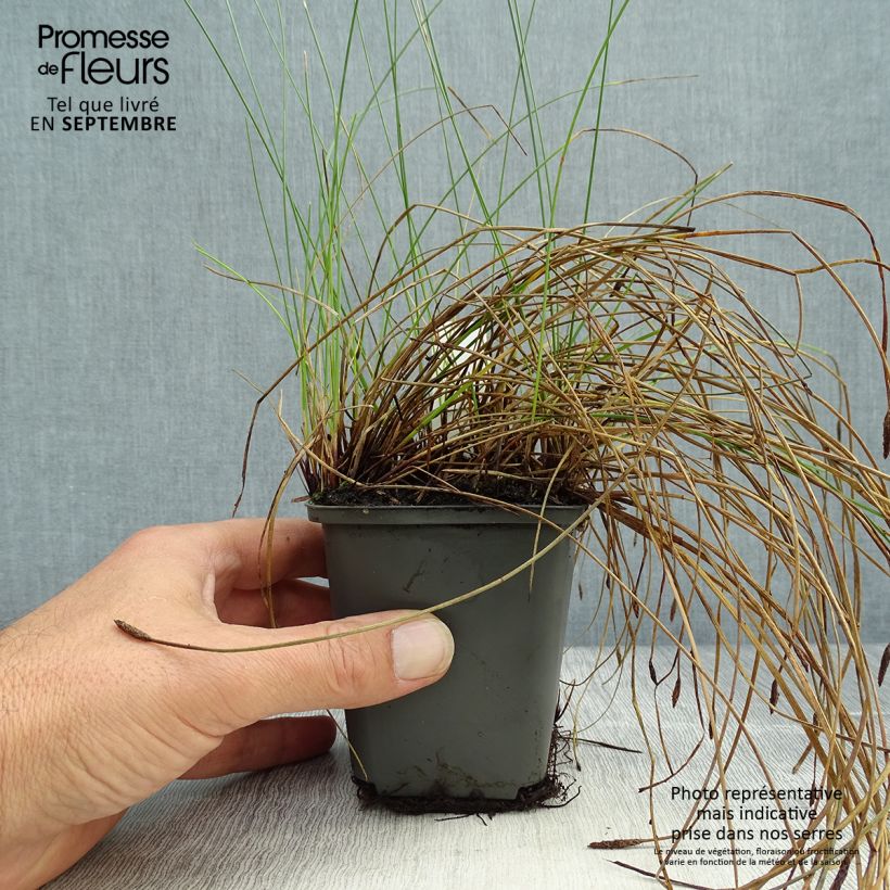 Eleocharis palustris 8/9 cm pot sample as delivered in autumn