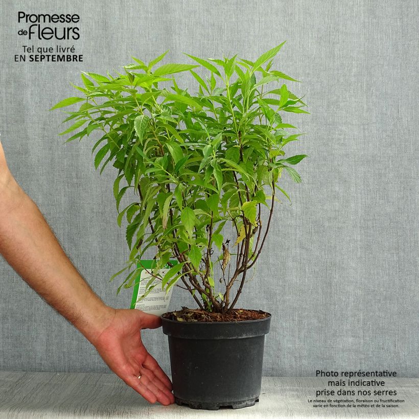Elsholtzia stauntonii - Mint Bush 2L/3L pot sample as delivered in summer