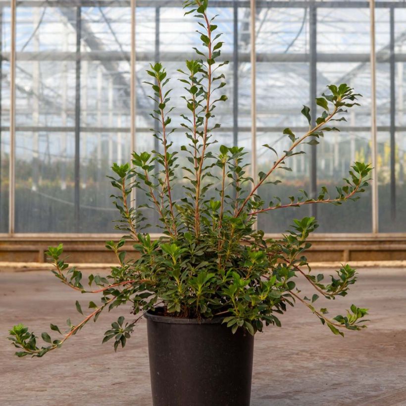 Enkianthus campanulatus Prettycoat (Foliage)