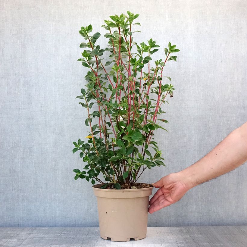 Enkianthus campanulatus Red Bells 3L/4L pot sample as delivered in summer