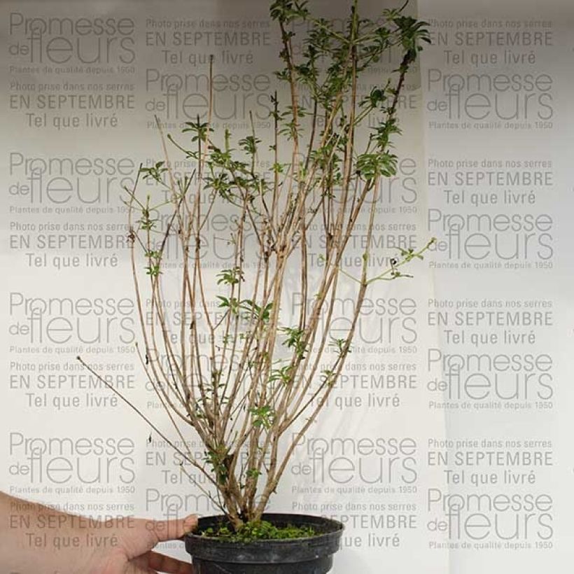 Example of Enkianthus campanulatus var. palibinii specimen as delivered