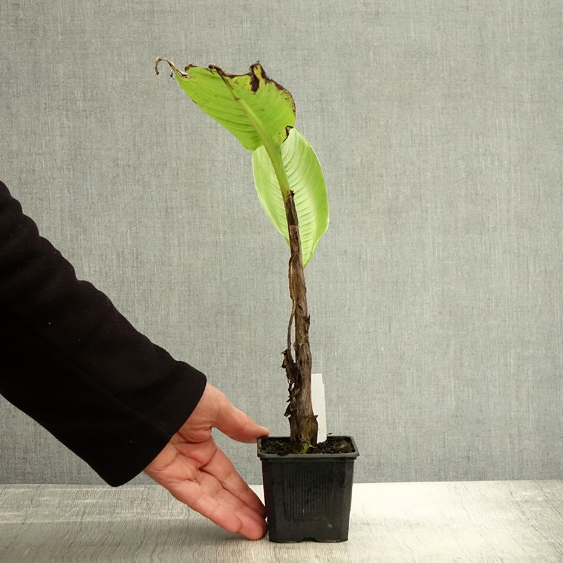 Ensete glaucum - Snow Banana 8/9 cm pot sample as delivered in autumn