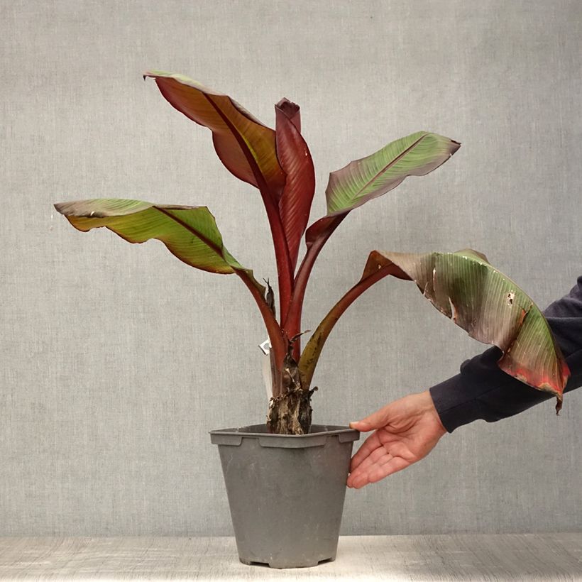 Ensete ventricosum Maurelii - Ethiopian Black Banana 4L/5L pot sample as delivered in summer