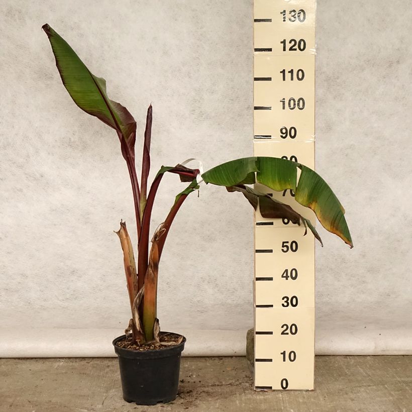 Ensete ventricosum Maurelii - Ethiopian Black Banana 7.5L/10L pot sample as delivered in summer