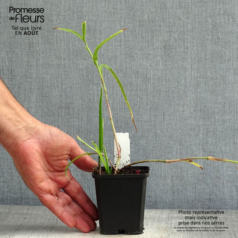 Tradescantia andersoniana Bilberry Ice - Spiderwort 8/9 cm pot sample as delivered in summer